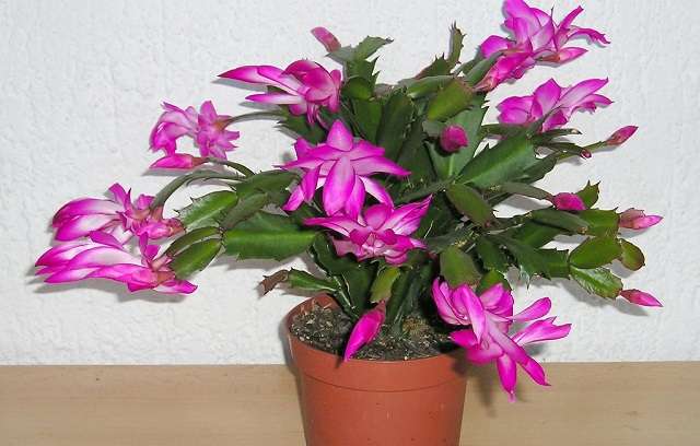 Flor-de-Maio-Schlumbergera-truncata