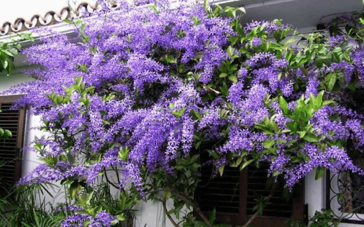 Flor-de-Sao-Miguel-decoracao
