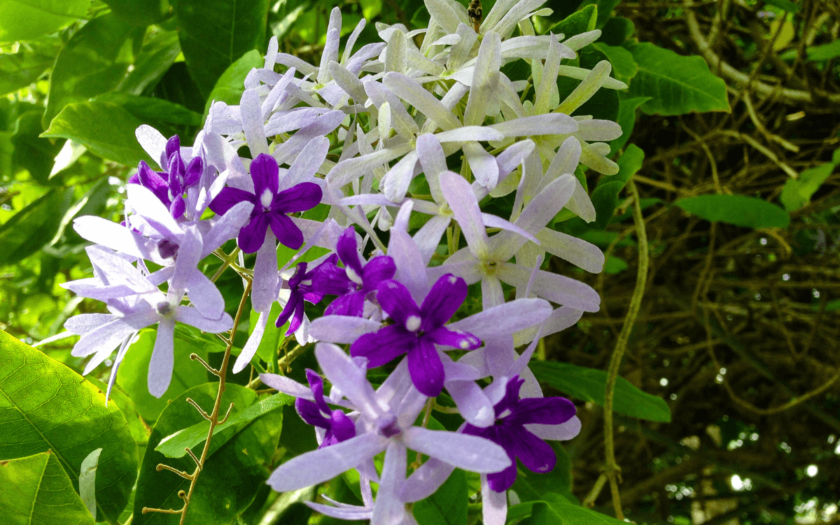 Flor-de-Sao-Miguel-flores