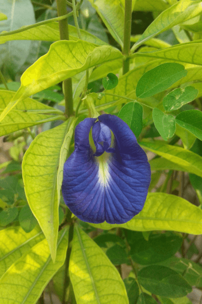Flor-fada-azul-Clitoria-Ternatea