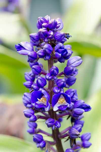 Flor-gengibre-azul-02