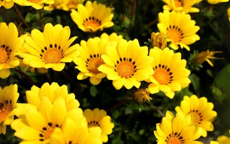 Gazania: Como Cuidar e Fazer Mudas