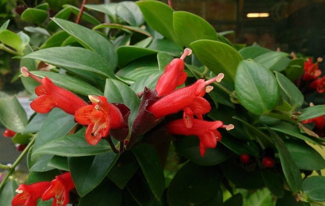 Flores-columeia-batom