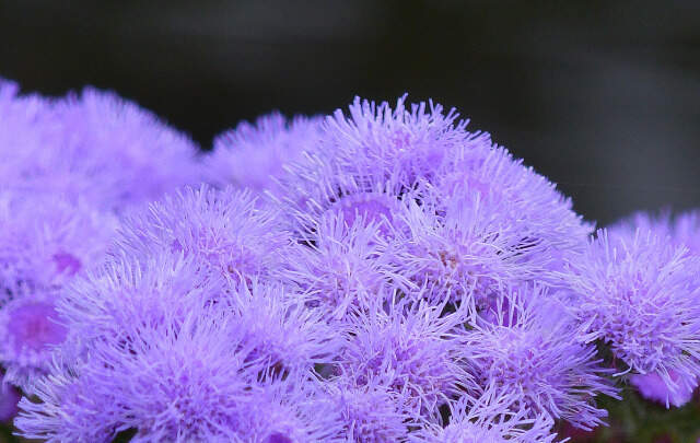 Flores-do-agerato