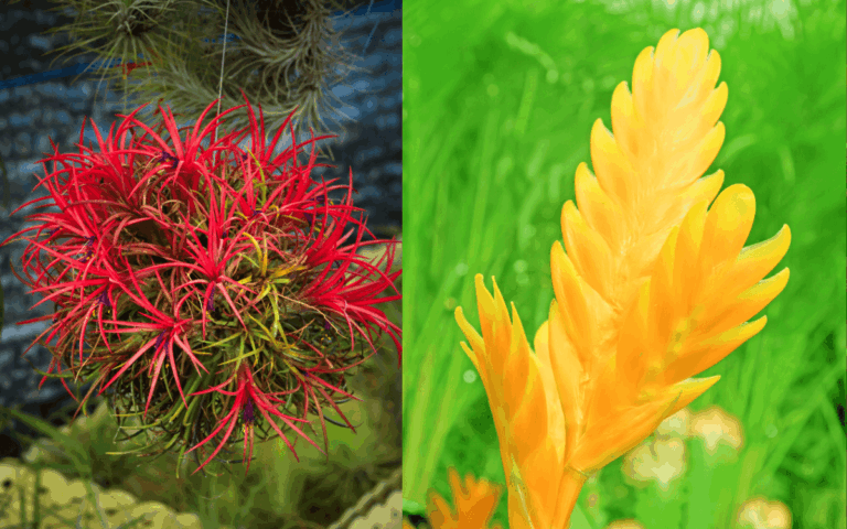 Tillandsia: Espécies e Como Cuidar (Com Fotos)