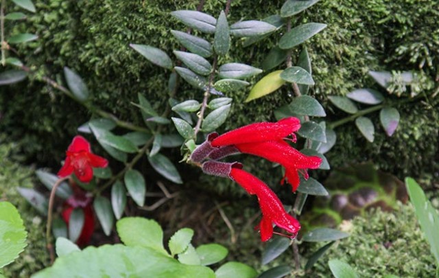 Folhas-Aeschynanthus-radicans