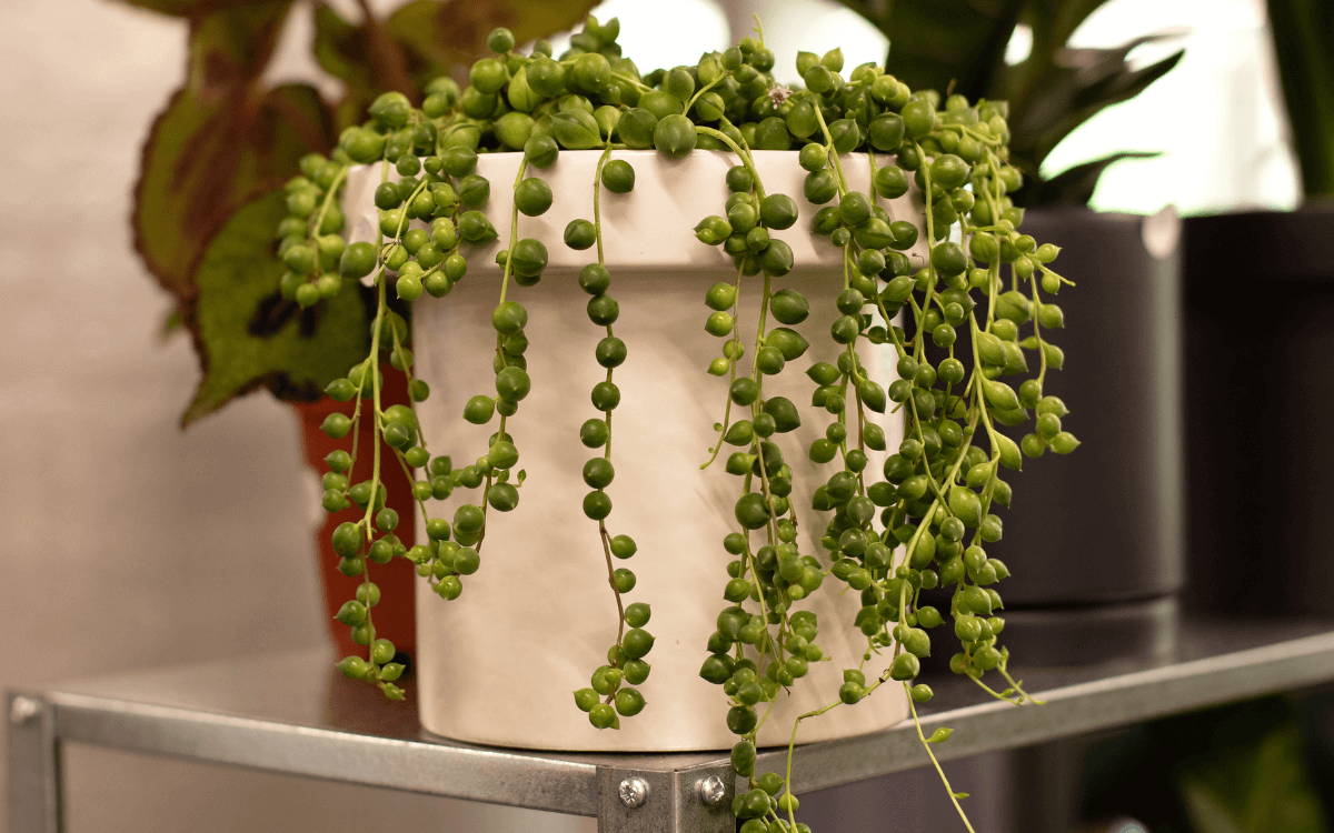 Folhas-da-planta-colar-de-perolas