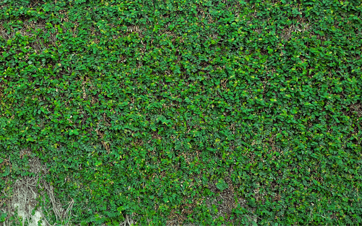 Foto-ficus-pumila