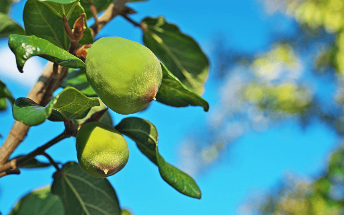 Fruto-Ficus-Pumila