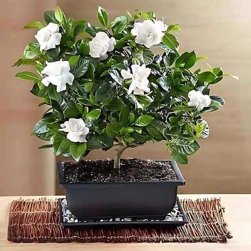 Gardenia-em-um-vaso-preto