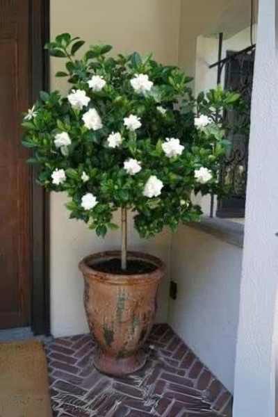 Gardenia-em-um-vaso