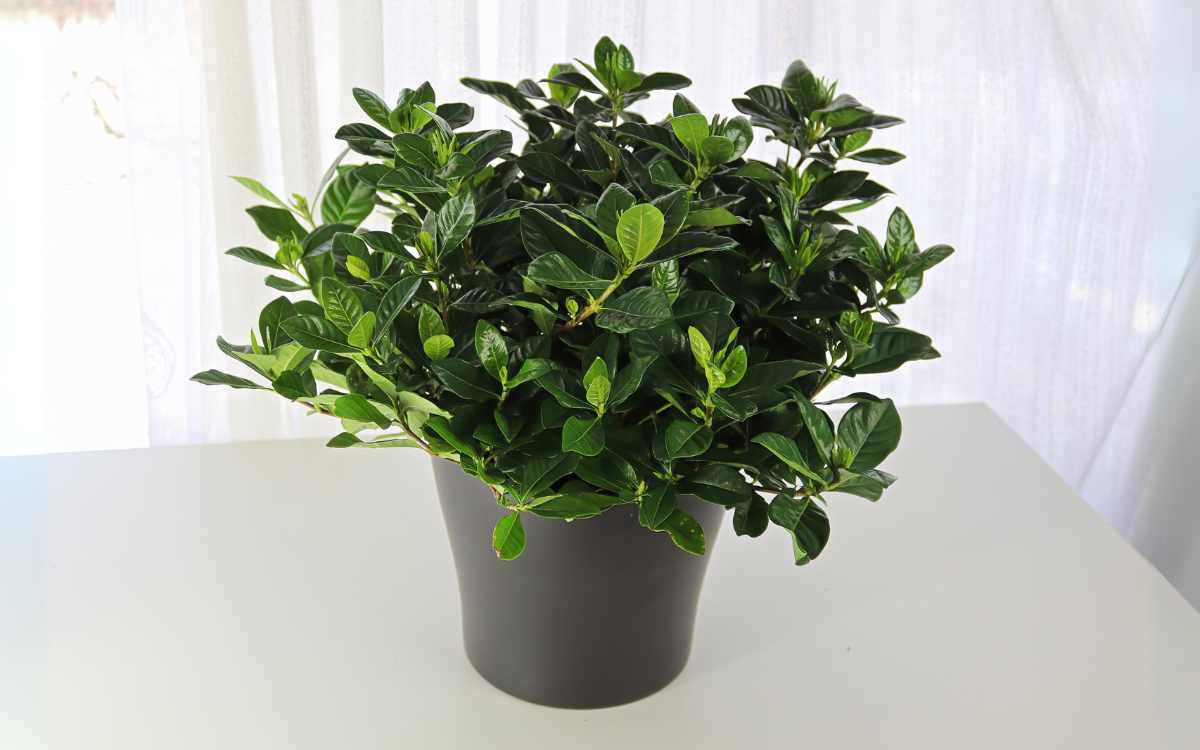 Gardenia-sem-flores-plantada-em-um-vaso