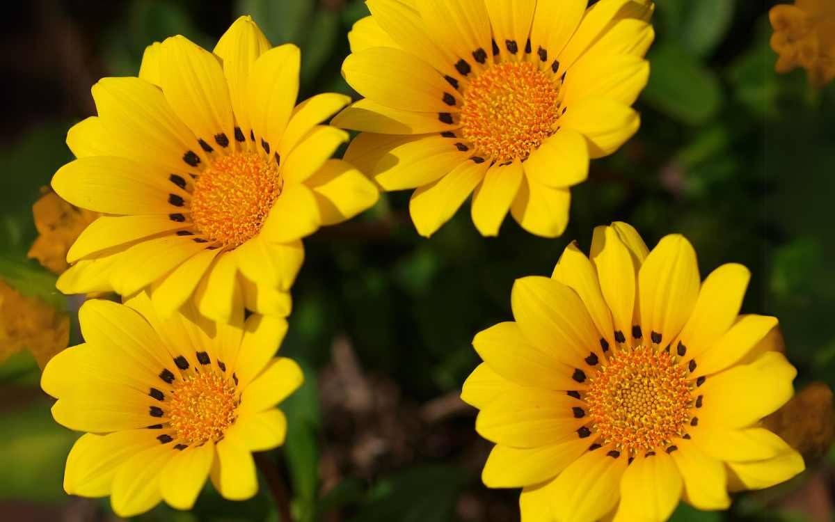 Gazania-com-flores-amarelas-01