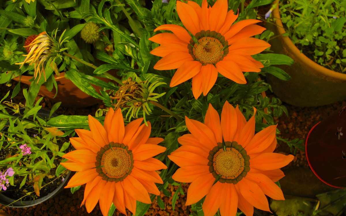 Gazania-florida