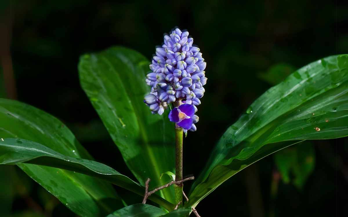 Gengibre-Azul-flor-e-folhas