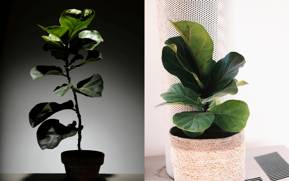 Iluminacao-para-o-ficus-lyrata