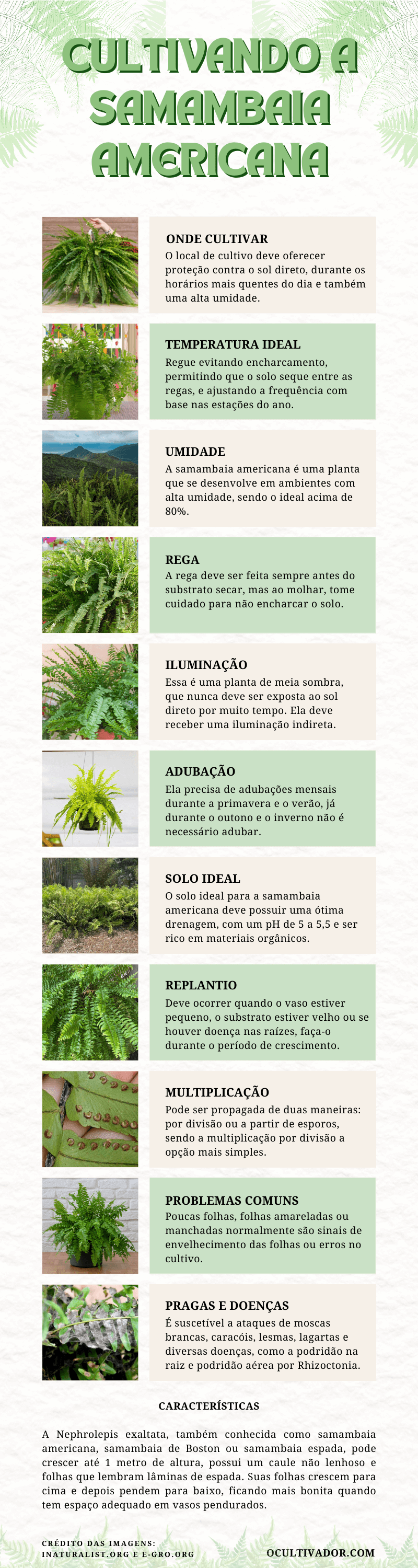 Infografico-Como-Cuidar-da-Samambaia-Americana-Nephrolepis-exaltata-1