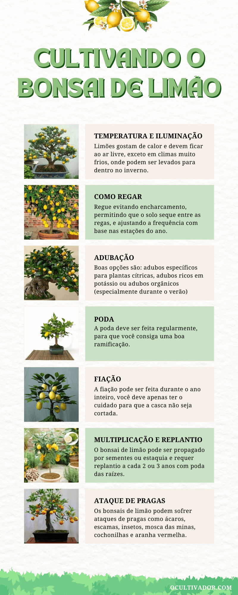 Infografico-Como-Cuidar-do-Bonsai-de-Limao-1