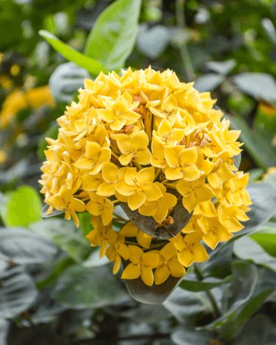 Ixora-amarela