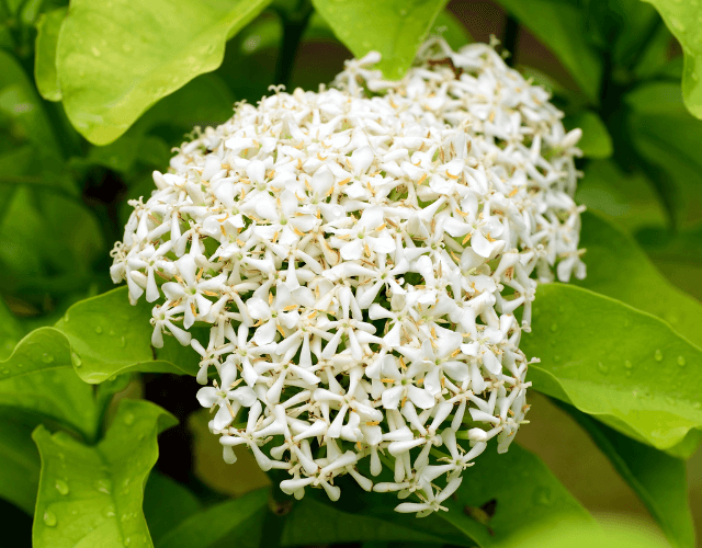 Ixora-branca