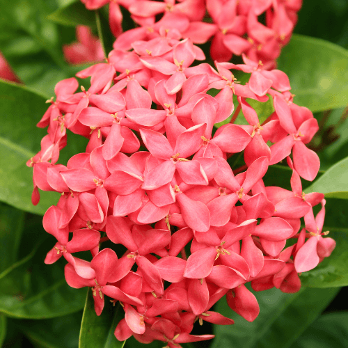 Ixora-coccinea-flores