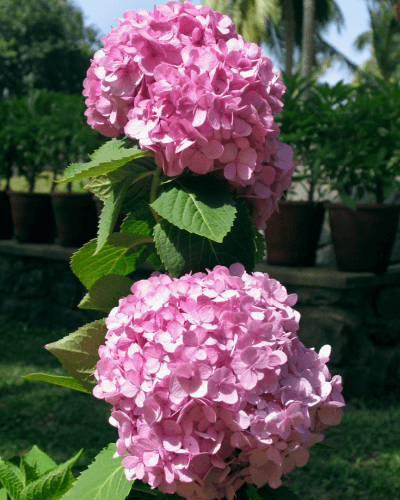 Ixora-rosa