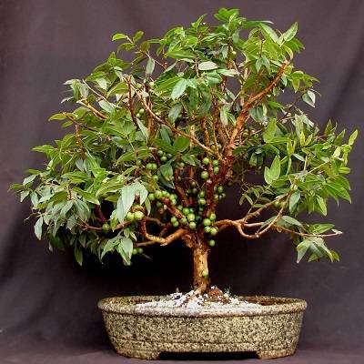 Jabuticaba-bonsai