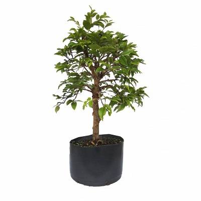 Jabuticabeira-bonsai