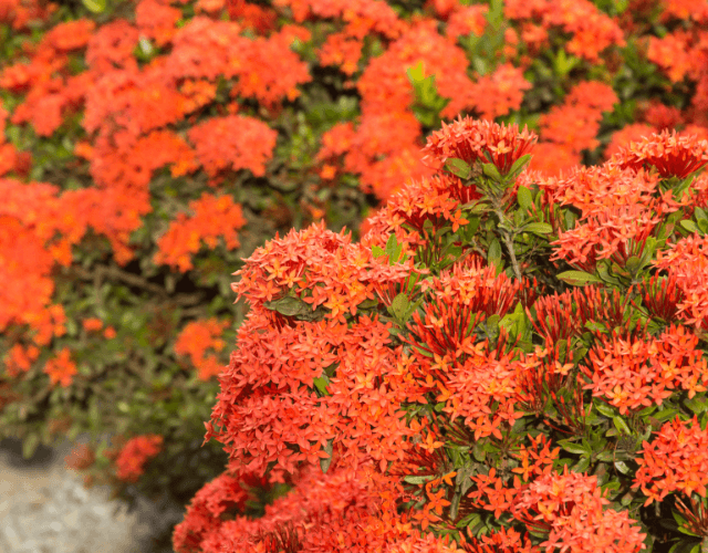 Ixora: Descubra Como Cuidar, Florir e Fazer Mudas 28