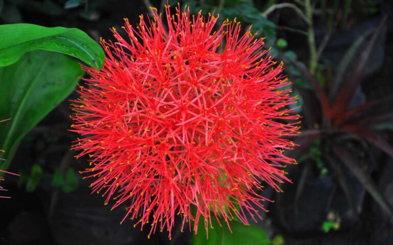 Lírio-Sangu-Salmão (Scadoxus multiflorus): Como Cuidar