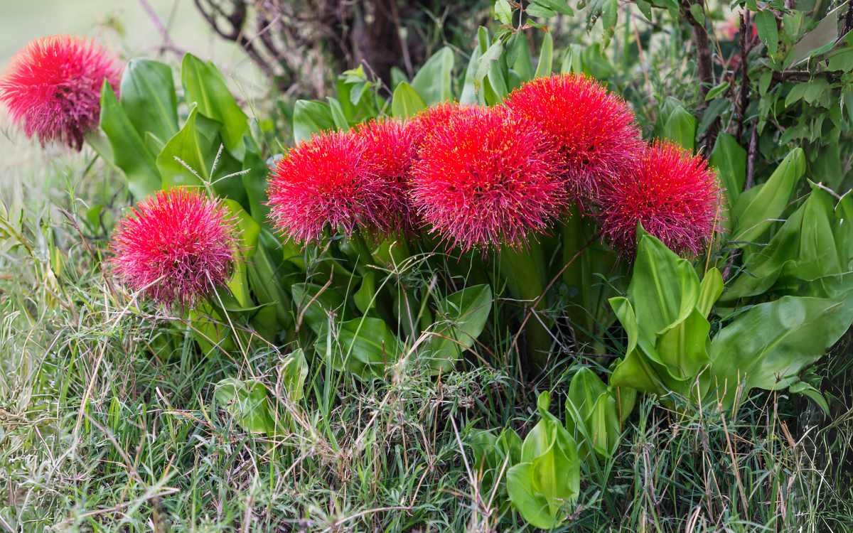 Lirio-Sangu-Salmao-Scadoxus-multiflorus-com-diversas-flores