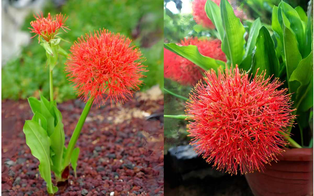 Lirio-Sangu-Salmao-Scadoxus-multiflorus-solo