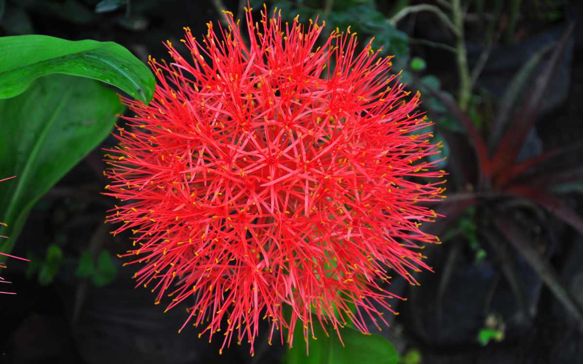 Lirio-Sangu-Salmao