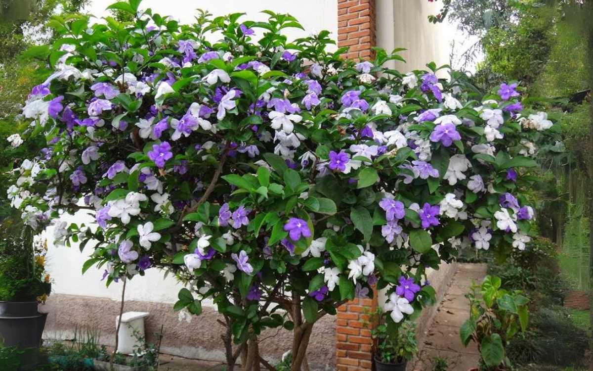 Manaca-de-cheiro-ou-jardim-com-flores