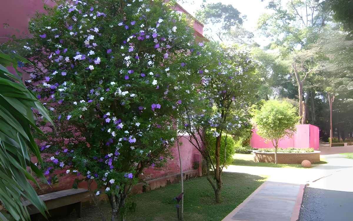 Manaca-de-cheiro