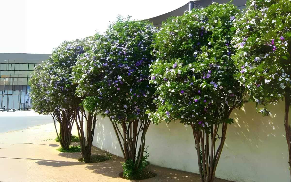 Manaca-de-jardim