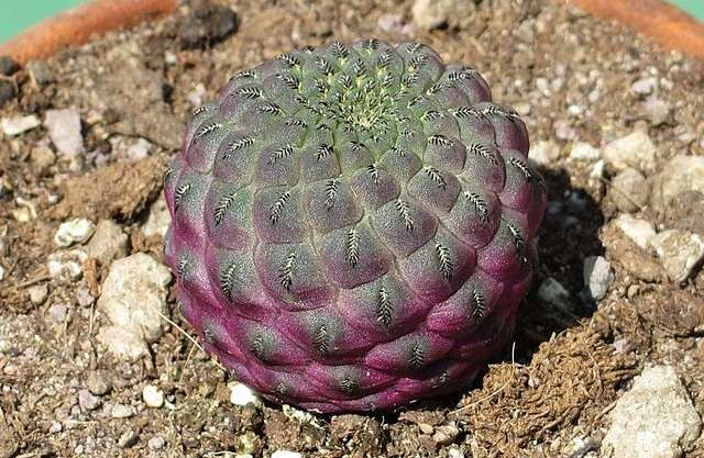 Mil-cores-Sulcorebutia-rauschii