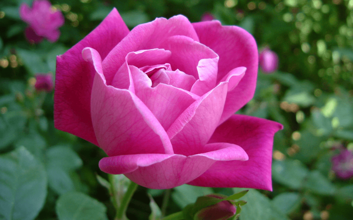Mini-rosa-com-flor-rosa