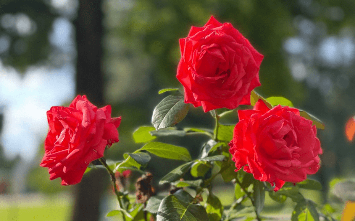 Mini Rosa: Características e Como Cuidar em 8 Passos 1