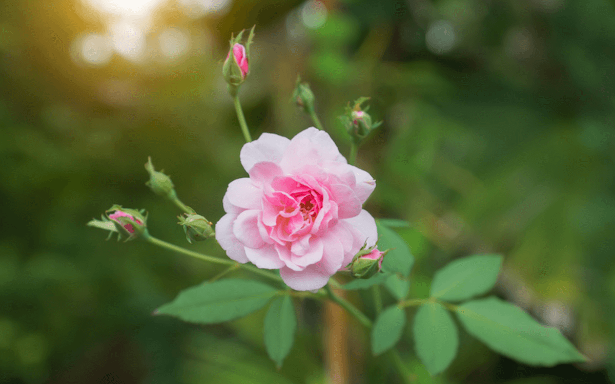 Mini-rosa