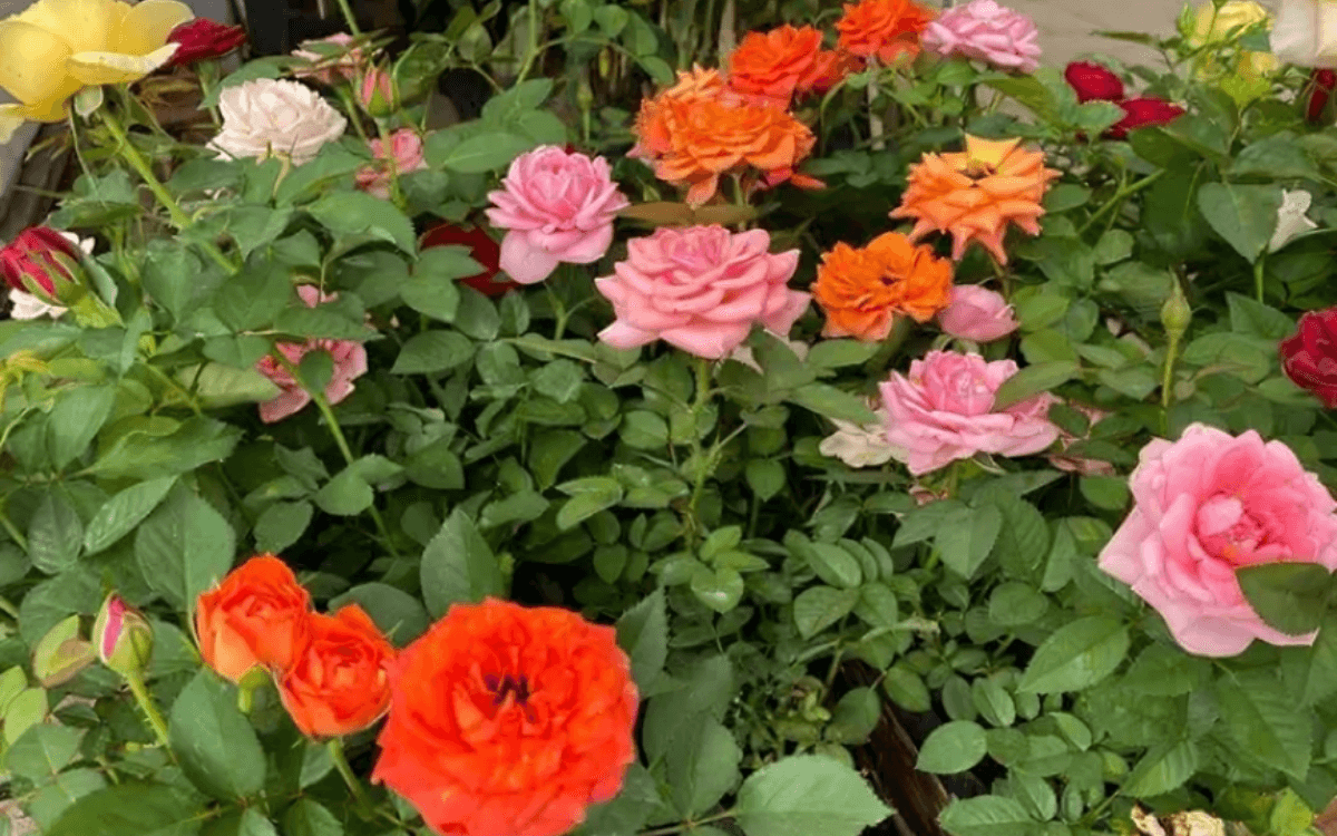 Mini-rosas-no-jardim