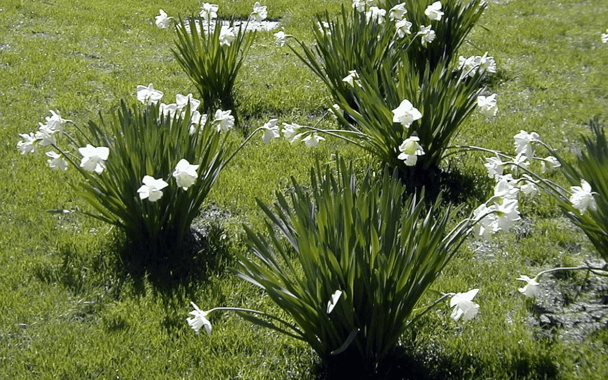Moreia-com-flores