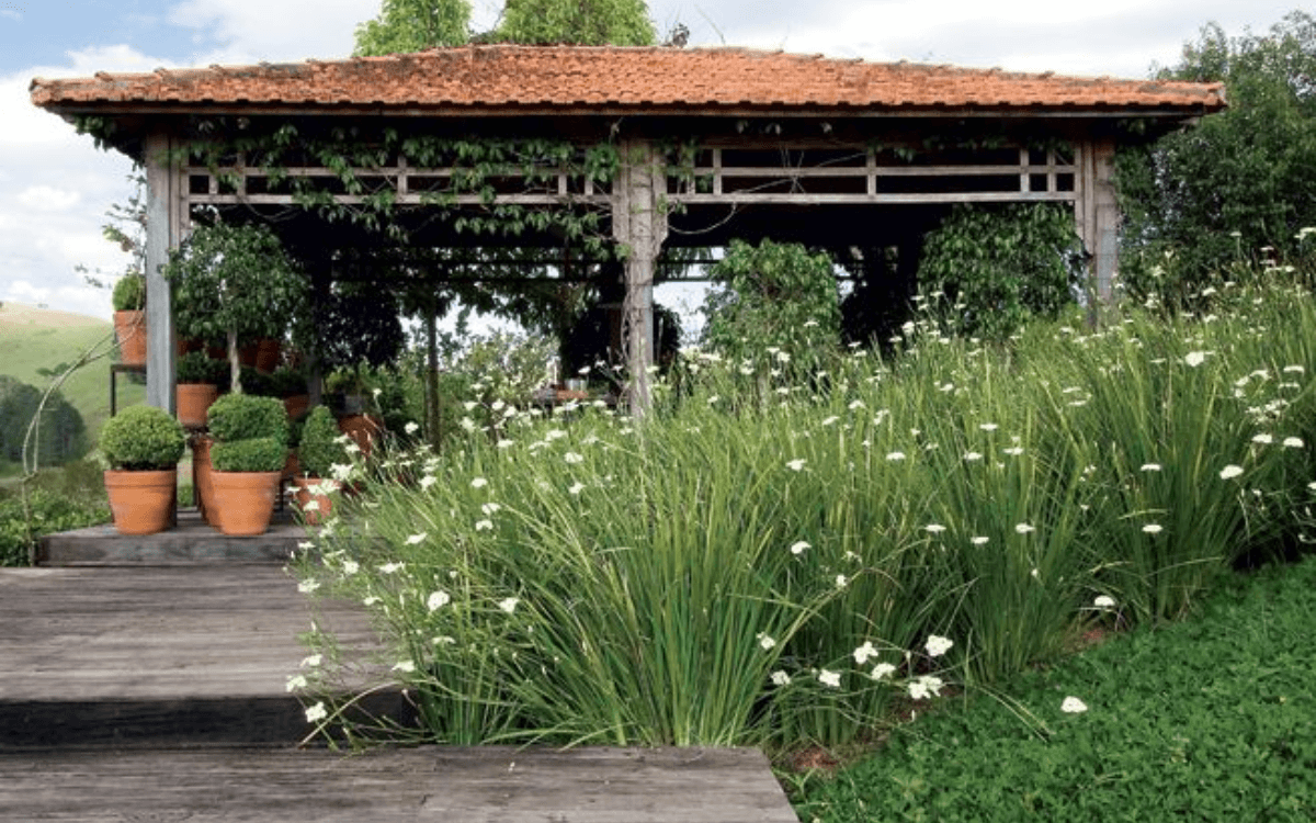 Moreia-em-um-jardim-02