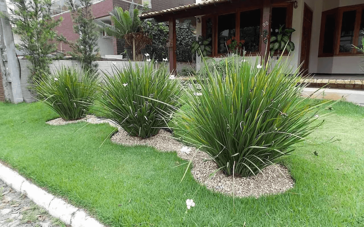 Moreia-em-um-jardim