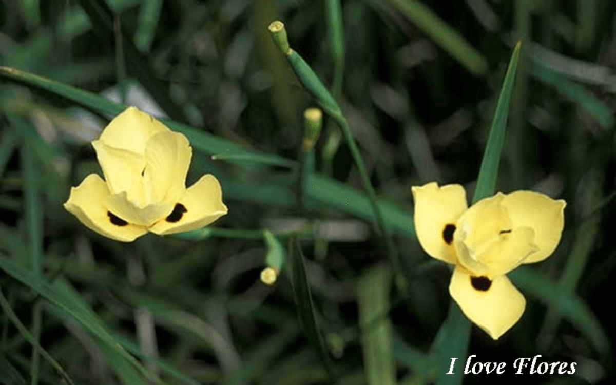 Moreia-flor-amarela