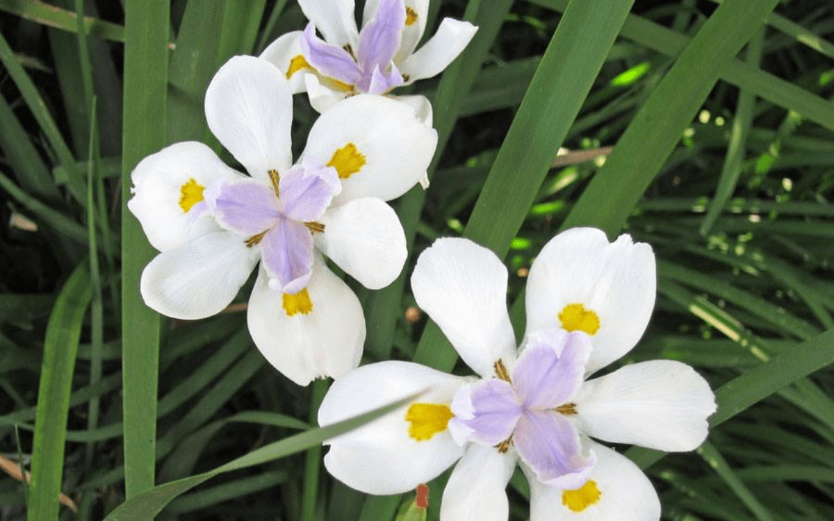 Moreia-flor-branca