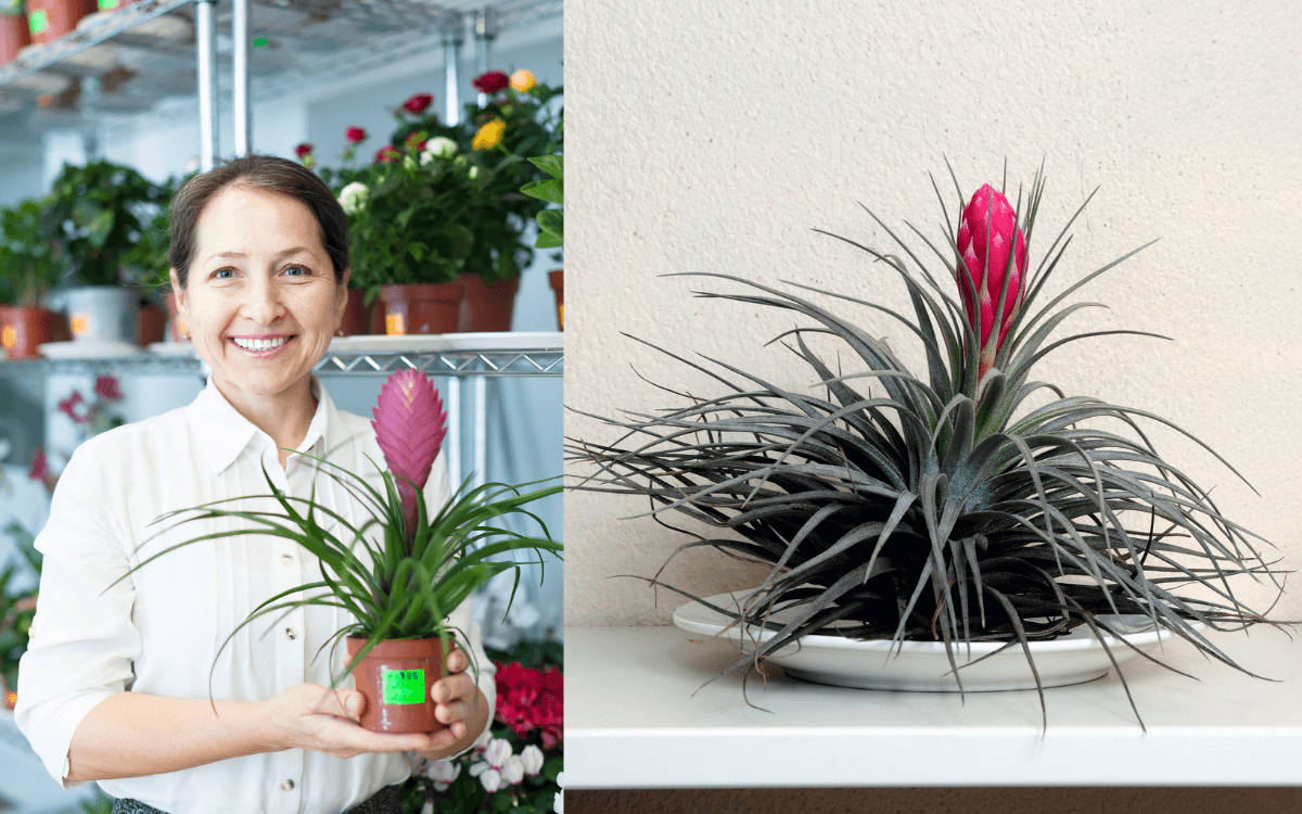 Mulher-segurando-uma-Tillandsia-e-uma-foto-de-uma-Tillandsia-em-um-vaso