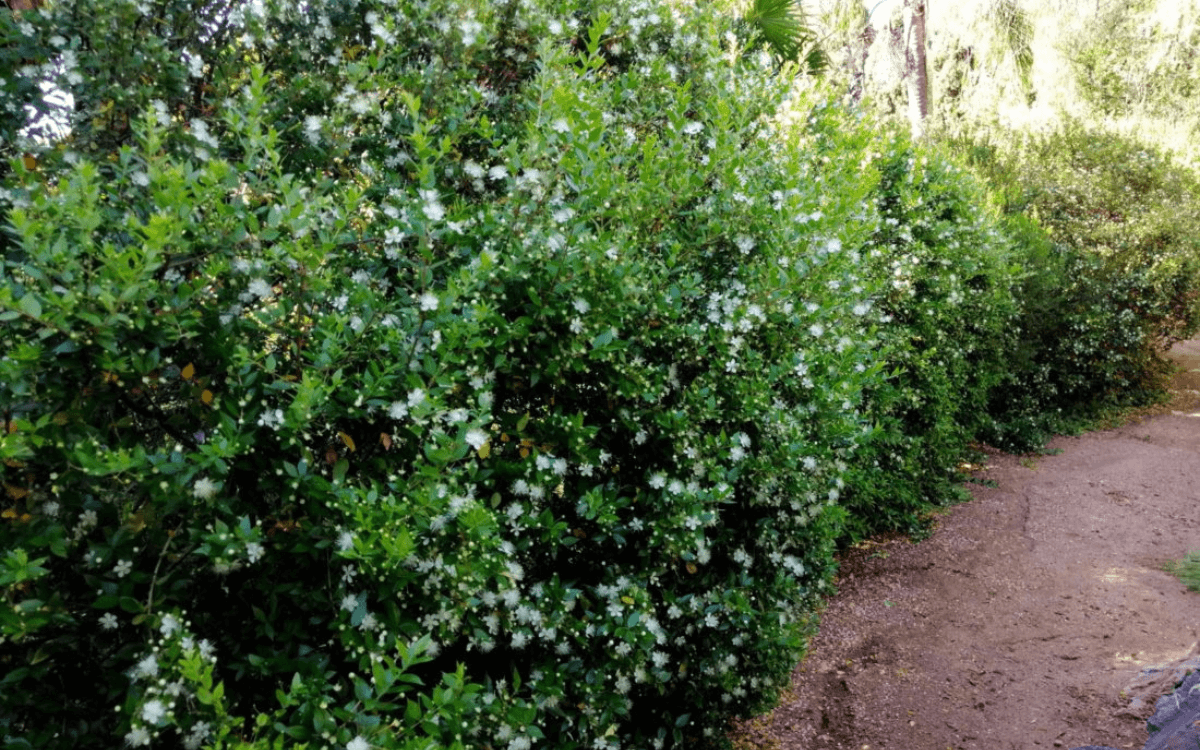 Murta-em-um-jardim