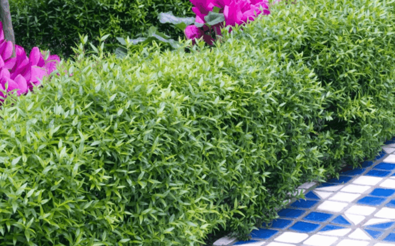 Murta (Myrtus communis): Características e Como Cuidar