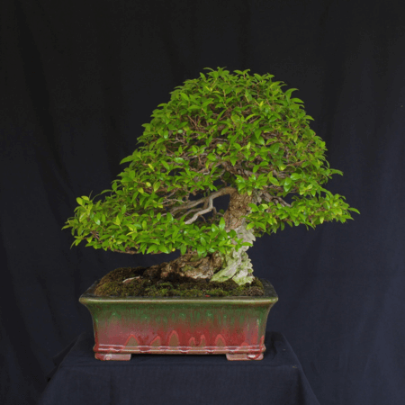 Myrtus-communis-como-bonsai